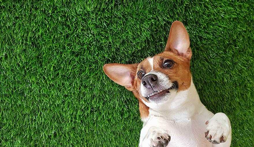 is-artificial-grass-safe-for-dogs